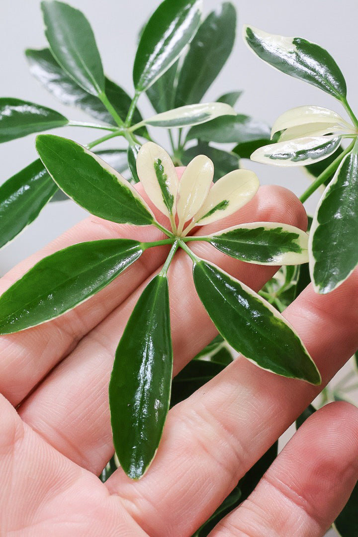 シェフレラ専用 シェフレラ スノーホワイトGR60821| 観葉植物の通信販売 | APEGO(アペーゴ)