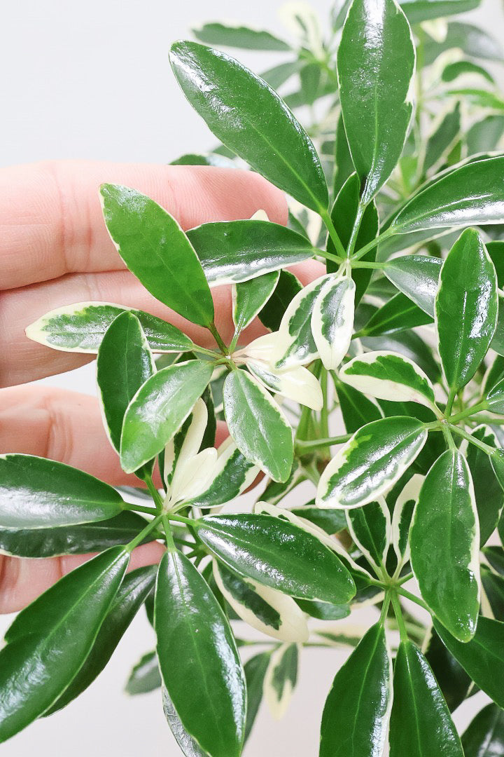 シェフレラ スノーホワイトGR60821| 観葉植物の通信販売 | APEGO(アペーゴ)