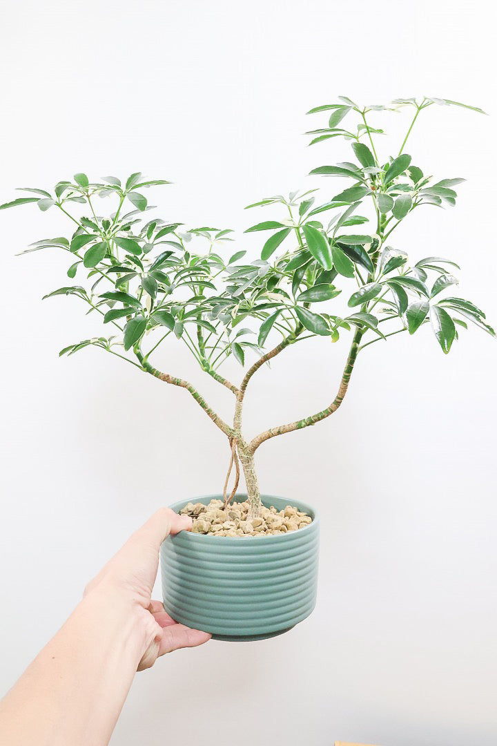 シェフレラ スノーホワイトGR60821| 観葉植物の通信販売 | APEGO(アペーゴ)