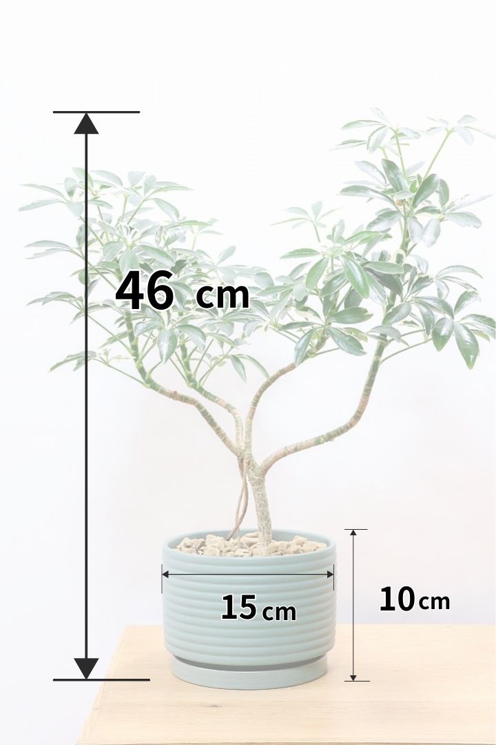 シェフレラの花言葉とおすすめの置き場所| 観葉植物の基礎知識|APEGO