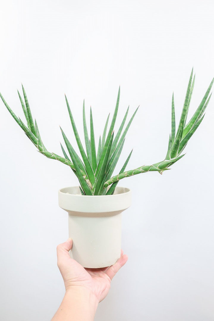 【サンスベリア フランシシー】今回は少し大き目タイプ！愛知県の生産者さんが手間暇かけて作りました！この樹形は唯一無二だと思います！