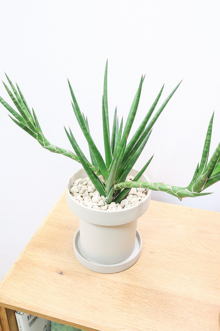 【サンスベリア フランシシー】今回は少し大き目タイプ！愛知県の生産者さんが手間暇かけて作りました！この樹形は唯一無二だと思います！