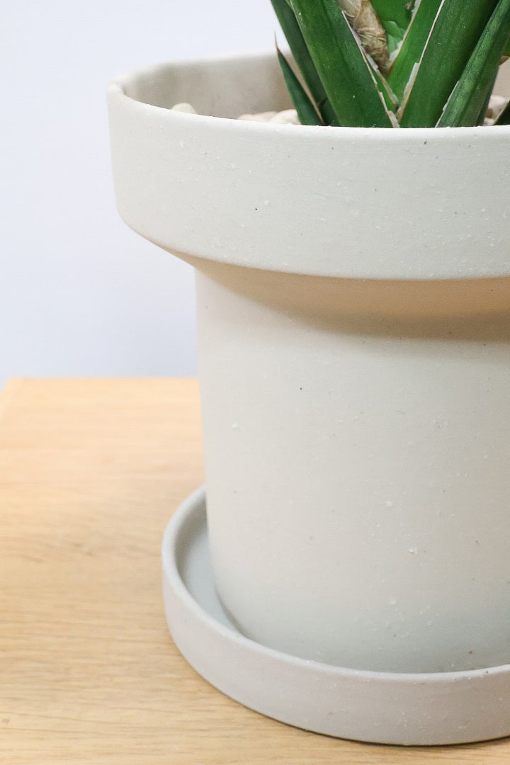 【サンスベリア フランシシー】今回は少し大き目タイプ！愛知県の生産者さんが手間暇かけて作りました！この樹形は唯一無二だと思います！