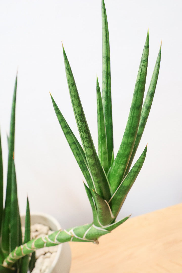 【サンスベリア フランシシー】今回は少し大き目タイプ！愛知県の生産者さんが手間暇かけて作りました！この樹形は唯一無二だと思います！