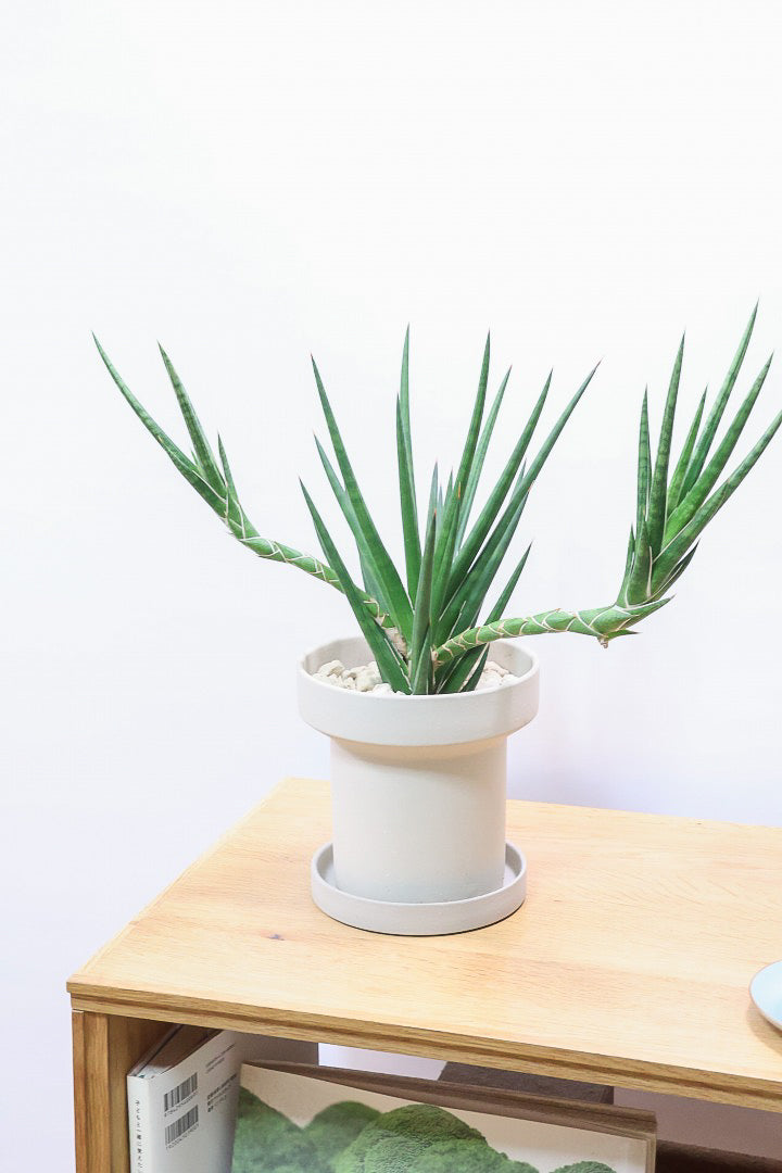 【サンスベリア フランシシー】今回は少し大き目タイプ！愛知県の生産者さんが手間暇かけて作りました！この樹形は唯一無二だと思います！