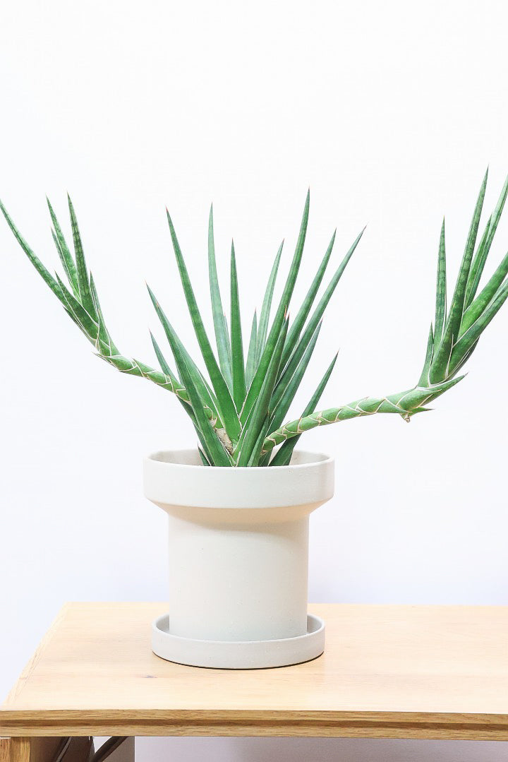 【サンスベリア フランシシー】今回は少し大き目タイプ！愛知県の生産者さんが手間暇かけて作りました！この樹形は唯一無二だと思います！