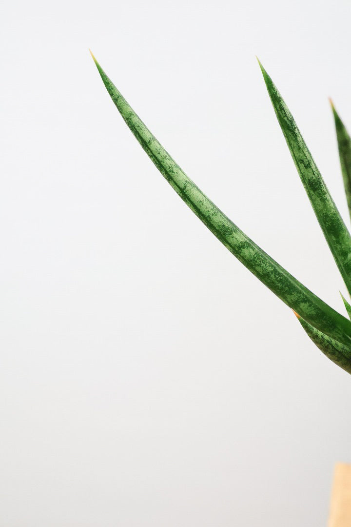 【サンスベリア フランシシー】今回は少し大き目タイプ！愛知県の生産者さんが手間暇かけて作りました！この樹形は唯一無二だと思います！