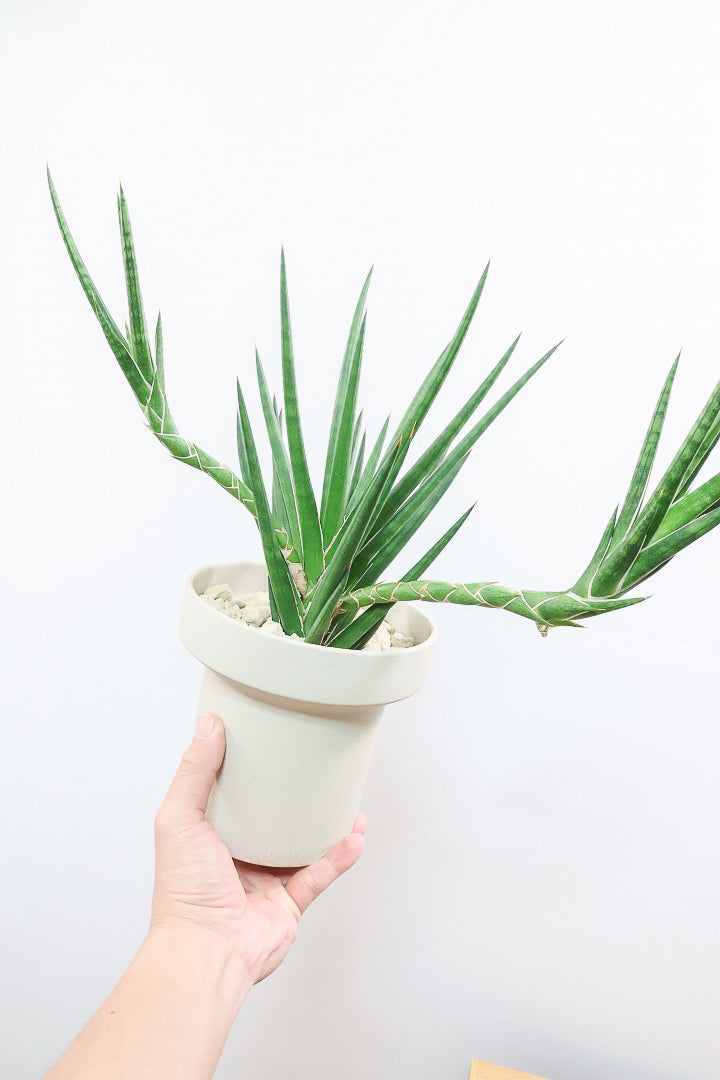 【サンスベリア フランシシー】今回は少し大き目タイプ！愛知県の生産者さんが手間暇かけて作りました！この樹形は唯一無二だと思います！