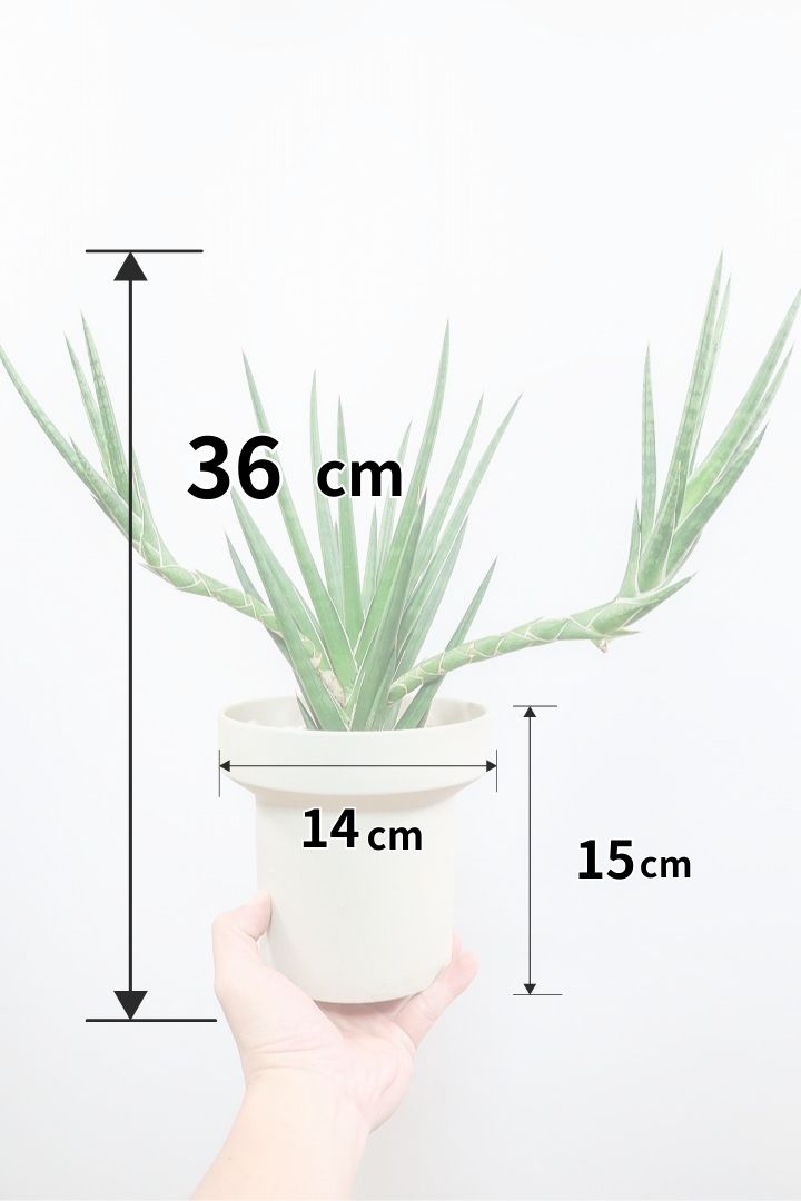 【サンスベリア フランシシー】今回は少し大き目タイプ！愛知県の生産者さんが手間暇かけて作りました！この樹形は唯一無二だと思います！