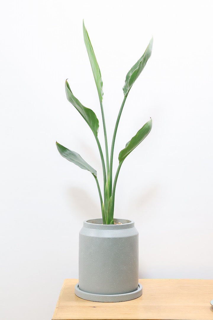 【ストレチア レギネ】シンプルな1本植え！シルエットが美しい観葉植物ですのでおススメ！