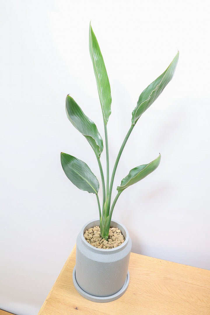 【ストレチア レギネ】シンプルな1本植え！シルエットが美しい観葉植物ですのでおススメ！