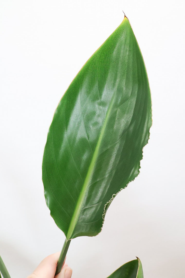 【ストレチア レギネ】シンプルな1本植え！シルエットが美しい観葉植物ですのでおススメ！