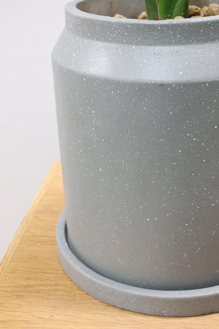 【ストレチア レギネ】シンプルな1本植え！シルエットが美しい観葉植物ですのでおススメ！