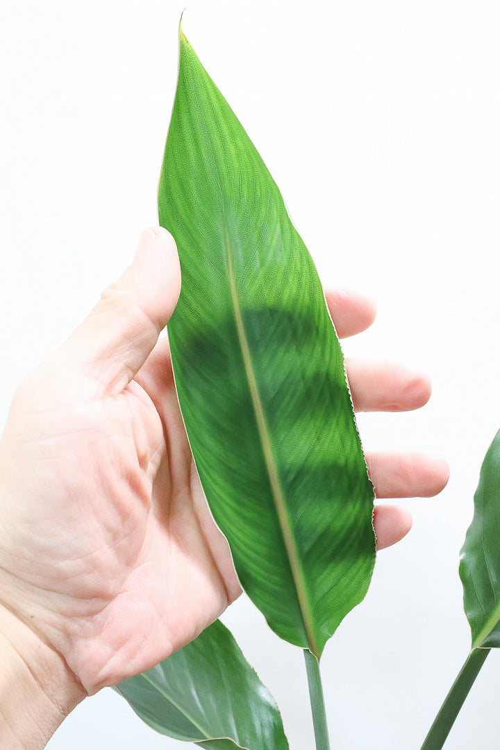 【ストレチア レギネ】シンプルな1本植え！シルエットが美しい観葉植物ですのでおススメ！