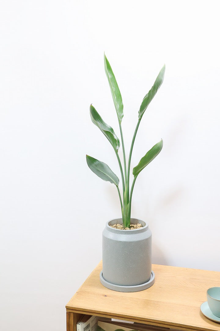 【ストレチア レギネ】シンプルな1本植え！シルエットが美しい観葉植物ですのでおススメ！