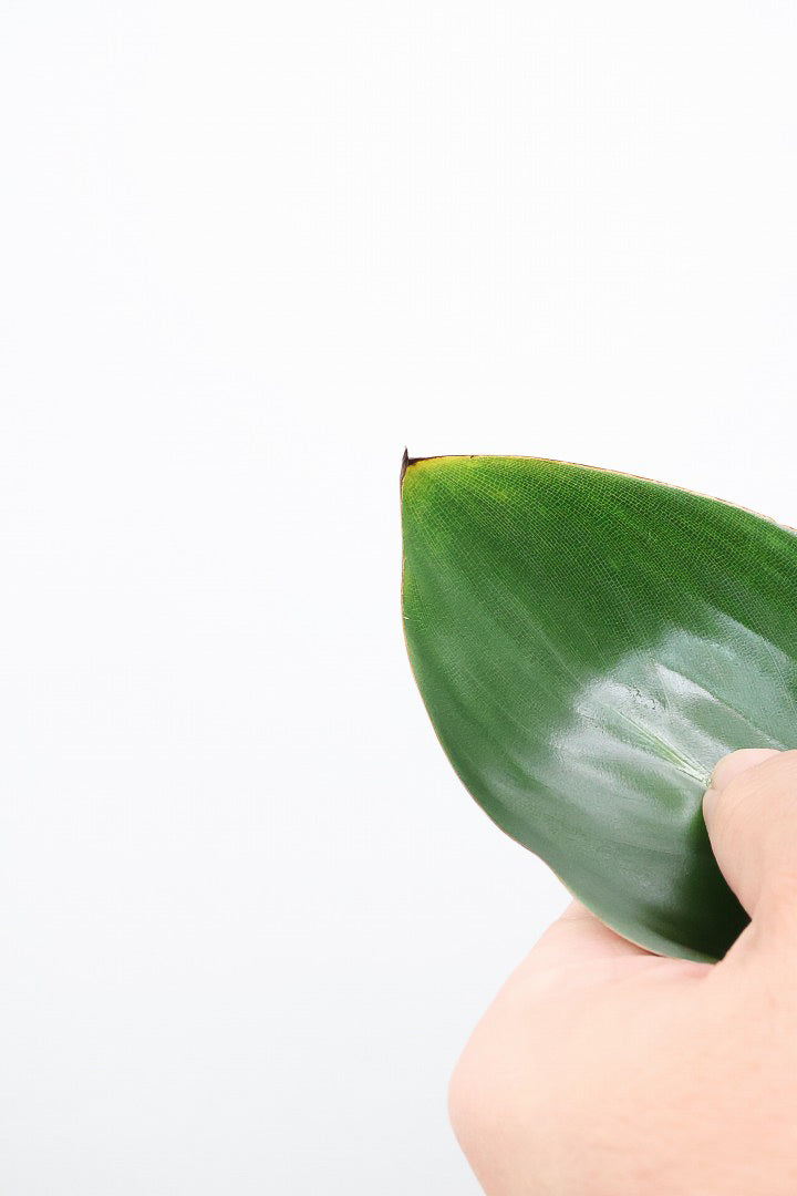 【ストレチア レギネ】シンプルな1本植え！シルエットが美しい観葉植物ですのでおススメ！