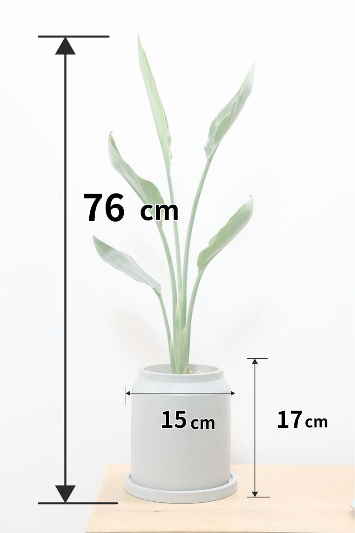 【ストレチア レギネ】シンプルな1本植え！シルエットが美しい観葉植物ですのでおススメ！