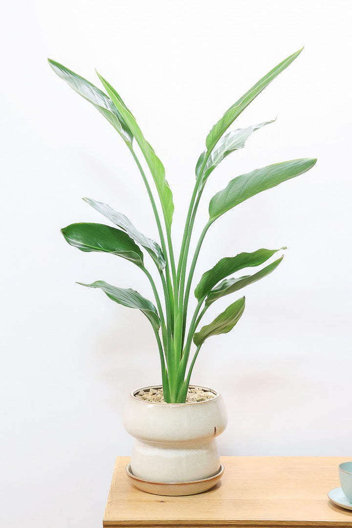 【ストレチア レギネ】ボリュームのある2本植え！シルエットが美しい観葉植物ですのでおススメ！