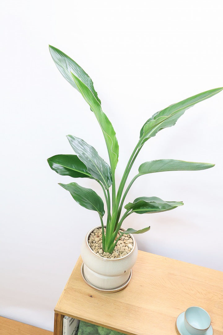 【ストレチア レギネ】ボリュームのある2本植え！シルエットが美しい観葉植物ですのでおススメ！