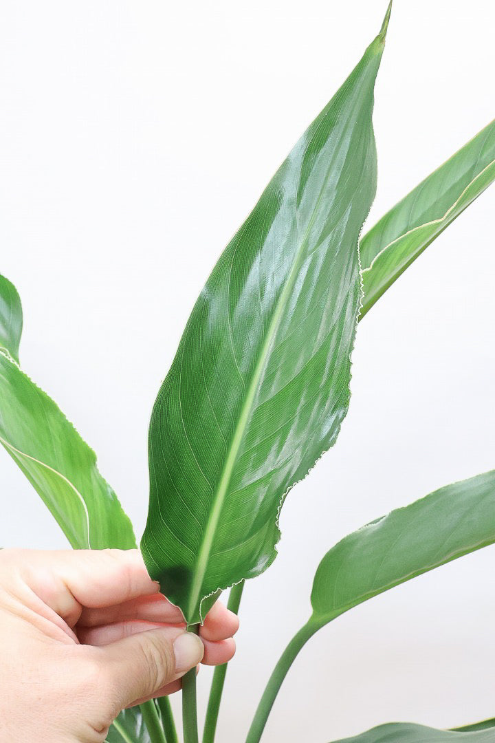 【ストレチア レギネ】ボリュームのある2本植え！シルエットが美しい観葉植物ですのでおススメ！