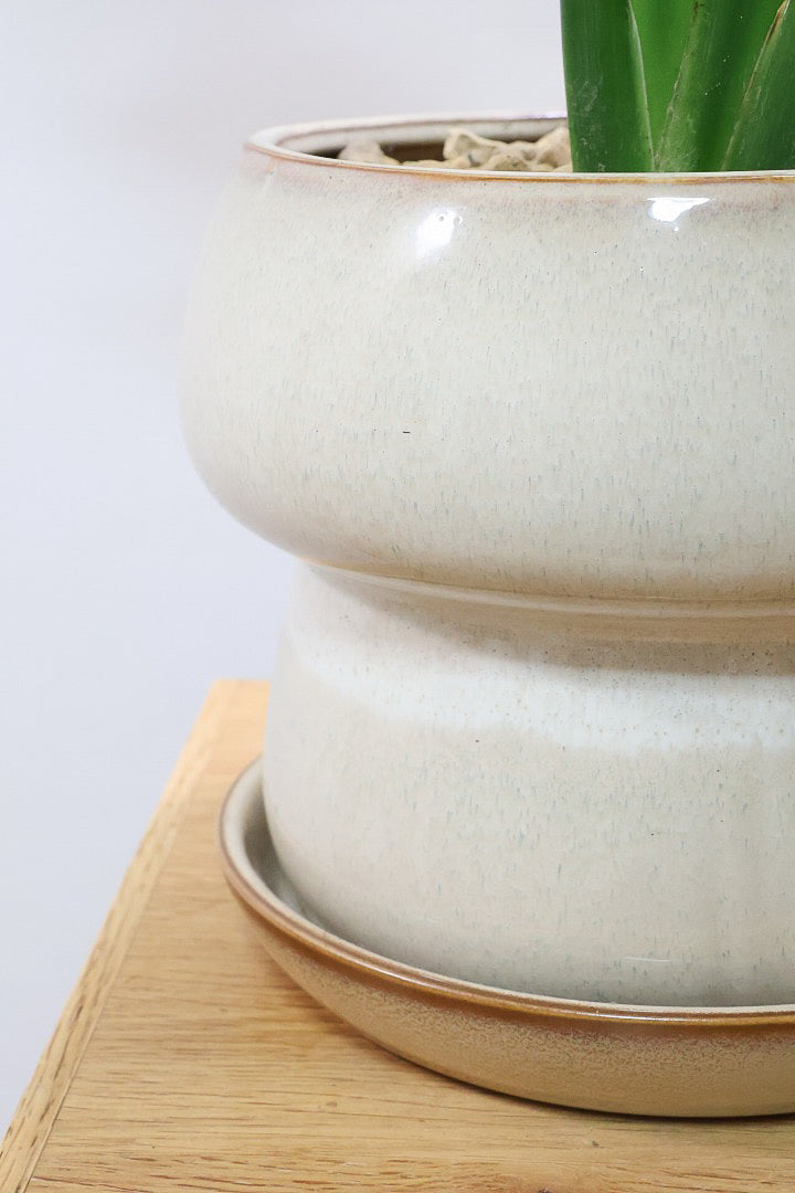 【ストレチア レギネ】ボリュームのある2本植え！シルエットが美しい観葉植物ですのでおススメ！