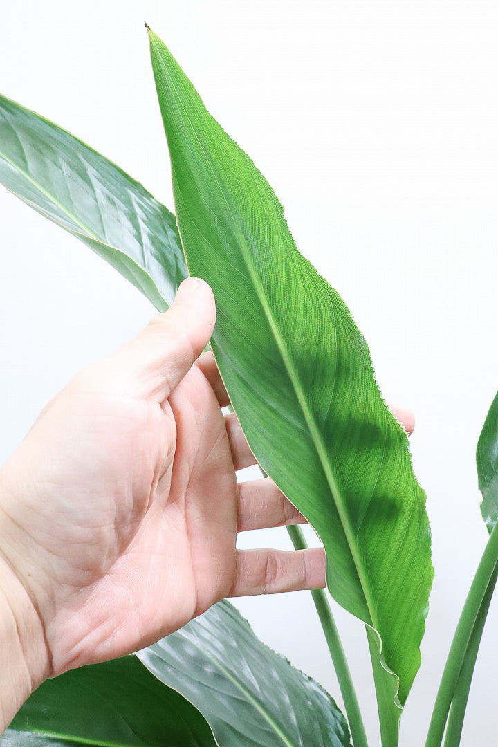 【ストレチア レギネ】ボリュームのある2本植え！シルエットが美しい観葉植物ですのでおススメ！