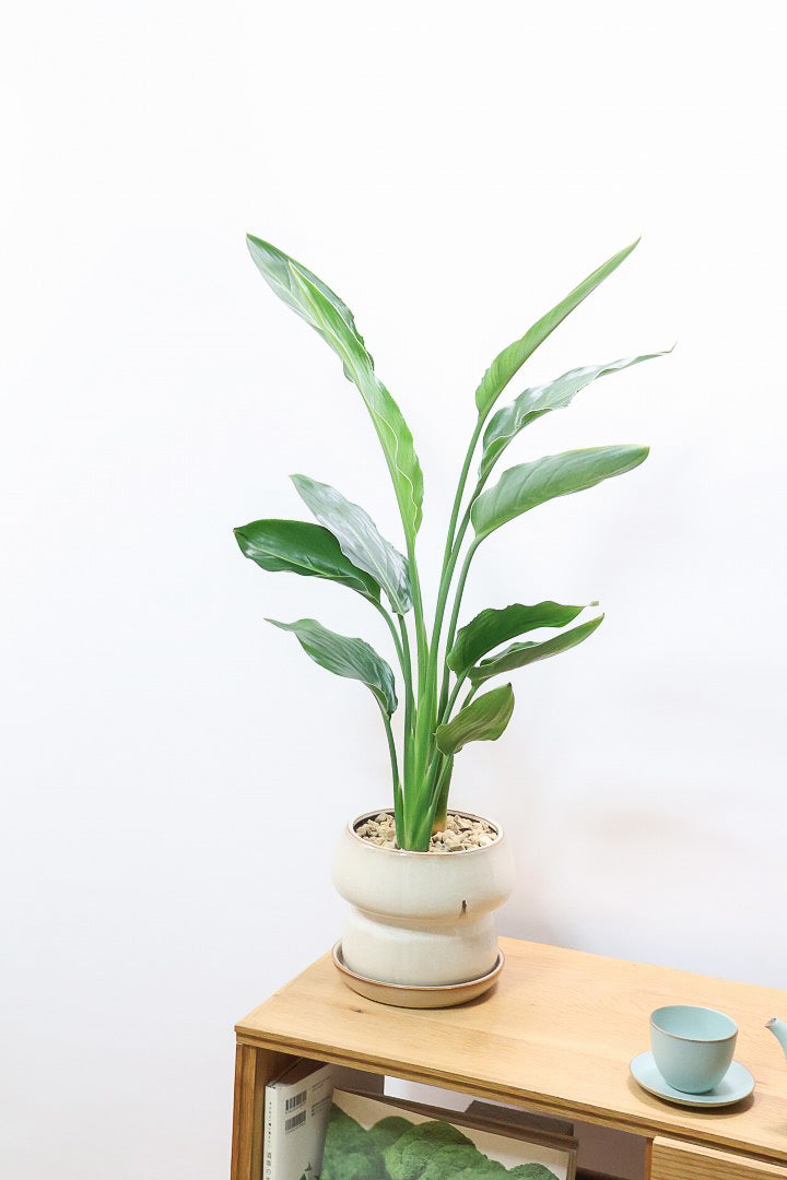 【ストレチア レギネ】ボリュームのある2本植え！シルエットが美しい観葉植物ですのでおススメ！