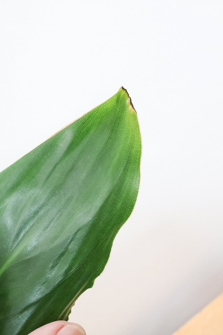 【ストレチア レギネ】ボリュームのある2本植え！シルエットが美しい観葉植物ですのでおススメ！