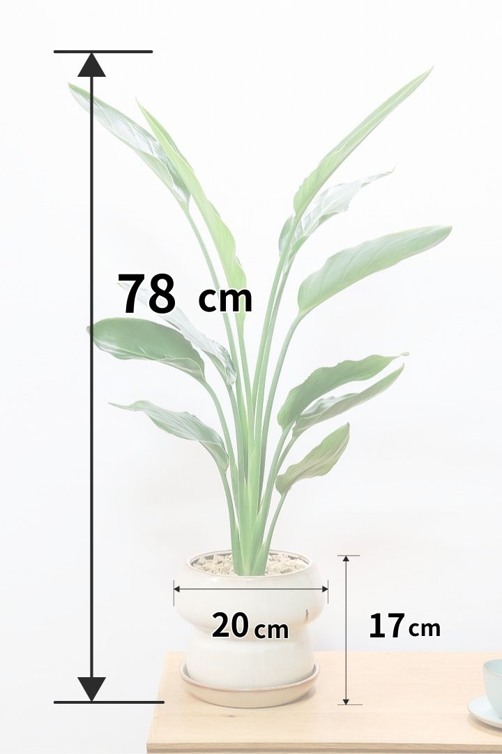 【ストレチア レギネ】ボリュームのある2本植え！シルエットが美しい観葉植物ですのでおススメ！