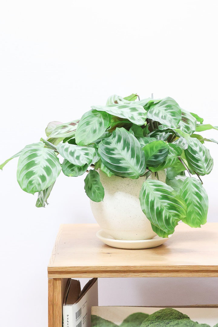 【マランタ キャットマスタージュ】これは美しい！ギュッとまとまったとてもいい株ですよ！