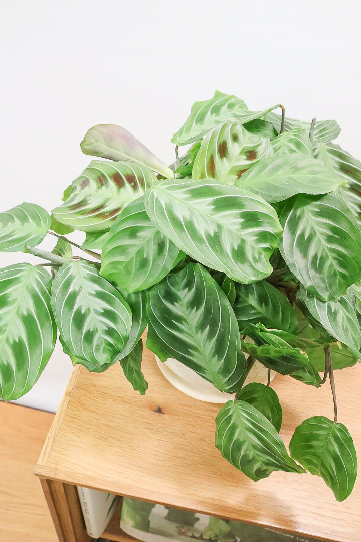 【マランタ キャットマスタージュ】これは美しい！ギュッとまとまったとてもいい株ですよ！