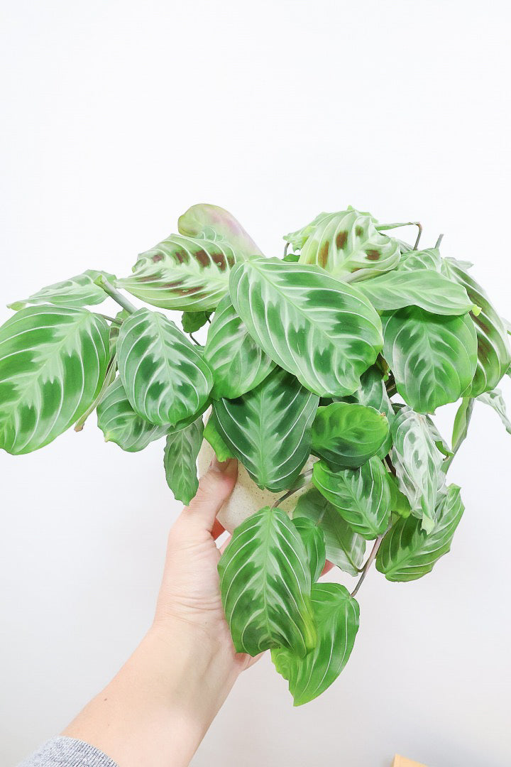 【マランタ キャットマスタージュ】これは美しい！ギュッとまとまったとてもいい株ですよ！