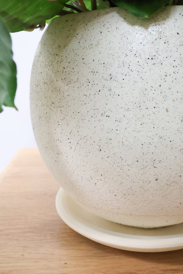 【マランタ キャットマスタージュ】これは美しい！ギュッとまとまったとてもいい株ですよ！