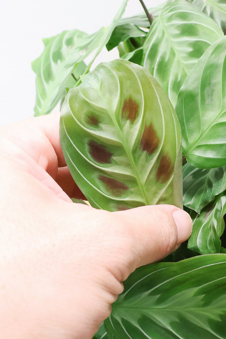 【マランタ キャットマスタージュ】これは美しい！ギュッとまとまったとてもいい株ですよ！