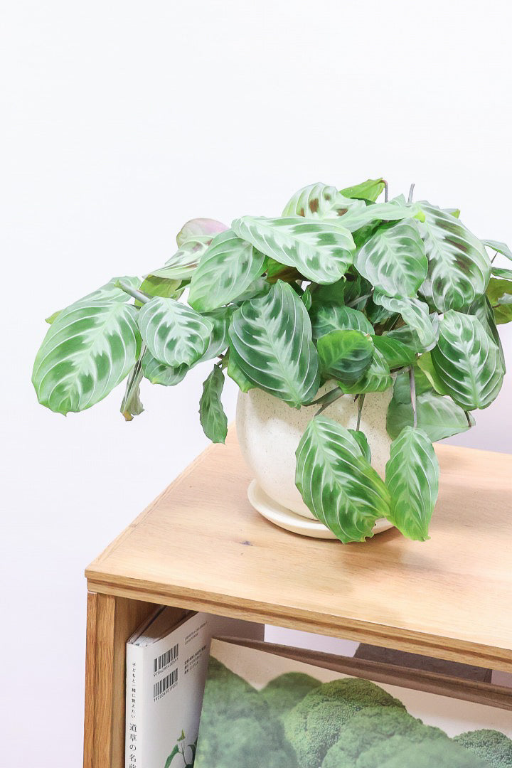 【マランタ キャットマスタージュ】これは美しい！ギュッとまとまったとてもいい株ですよ！