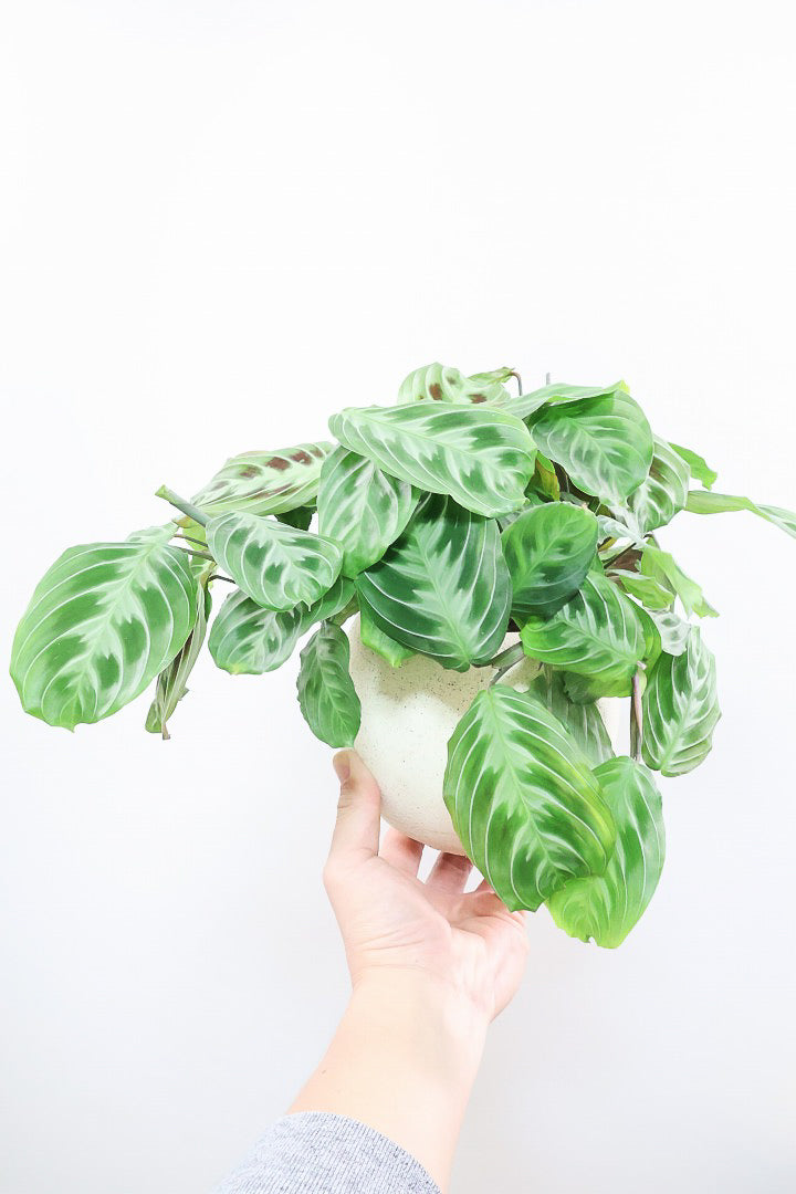 【マランタ キャットマスタージュ】これは美しい！ギュッとまとまったとてもいい株ですよ！