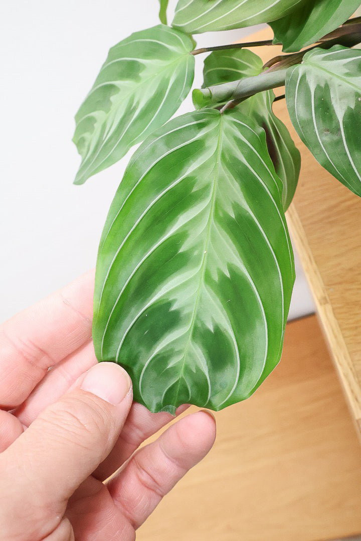 【マランタ キャットマスタージュ】これは美しい！ギュッとまとまったとてもいい株ですよ！