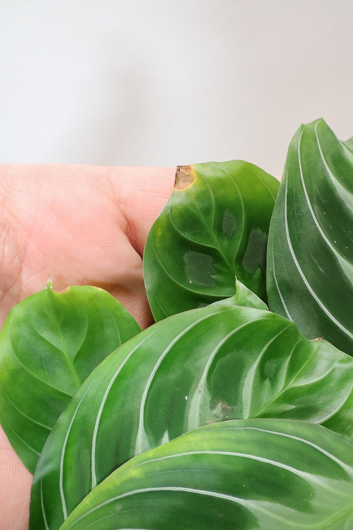 【マランタ キャットマスタージュ】これは美しい！ギュッとまとまったとてもいい株ですよ！