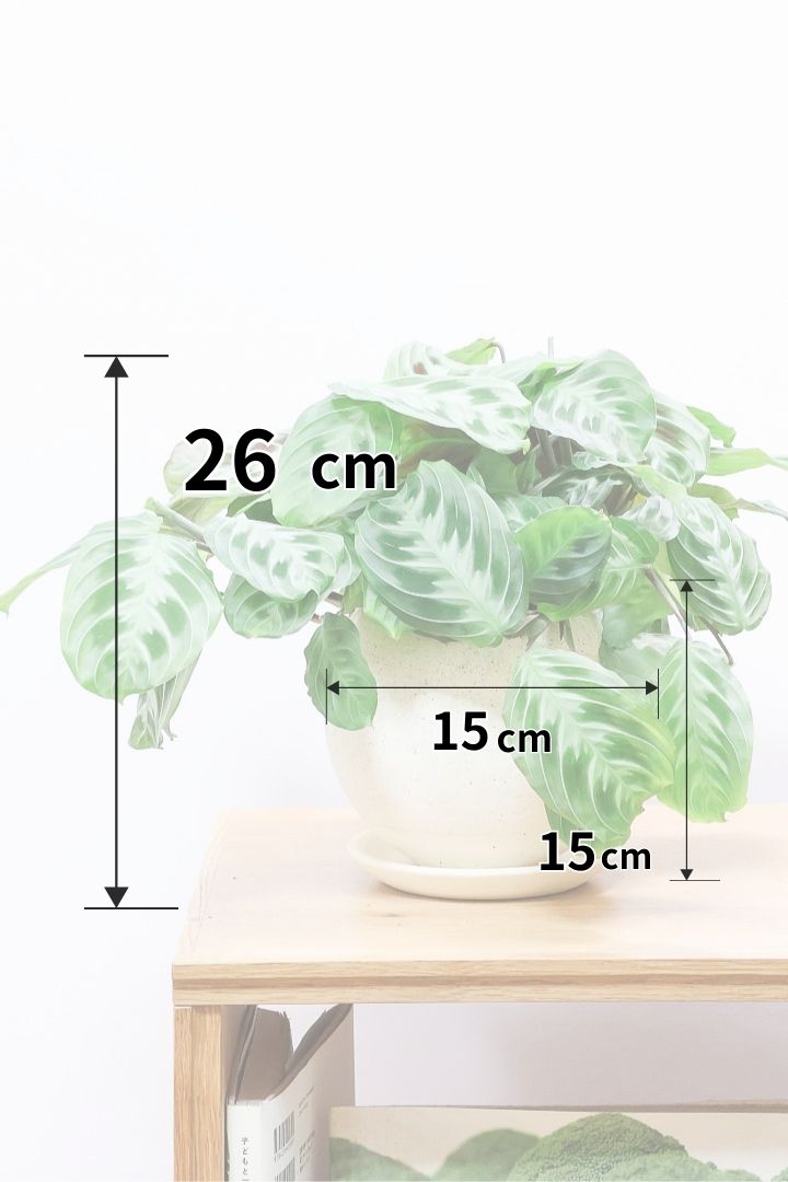 【マランタ キャットマスタージュ】これは美しい！ギュッとまとまったとてもいい株ですよ！