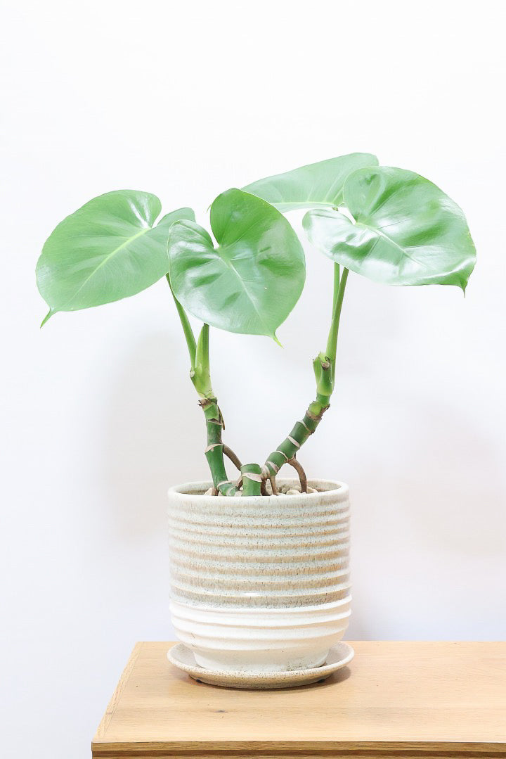 【モンステラ】この幹はかなりかわいい♪ここまできれいに分岐したものは希少だと思います！