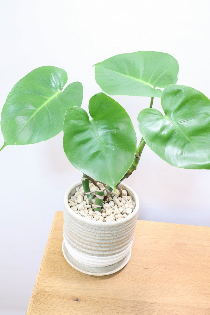 【モンステラ】この幹はかなりかわいい♪ここまできれいに分岐したものは希少だと思います！