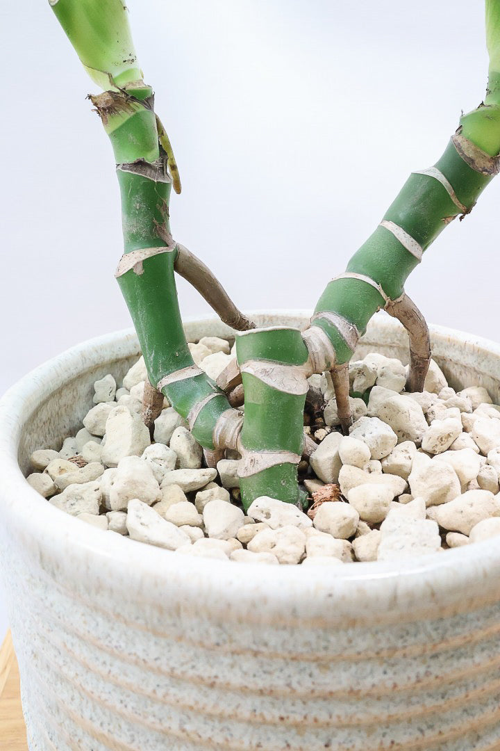 【モンステラ】この幹はかなりかわいい♪ここまできれいに分岐したものは希少だと思います！