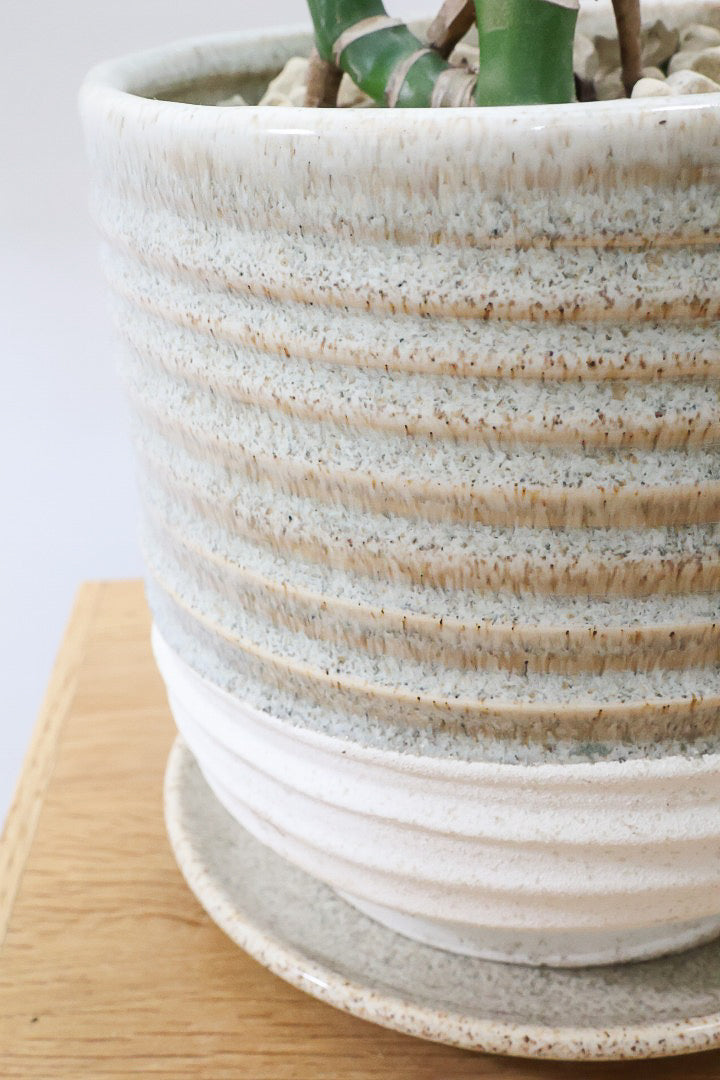 【モンステラ】この幹はかなりかわいい♪ここまできれいに分岐したものは希少だと思います！