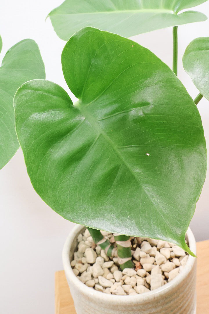 モンステラ　三種の神器 モンステラ 斑入り3.5号 | 植物との暮らし apricot