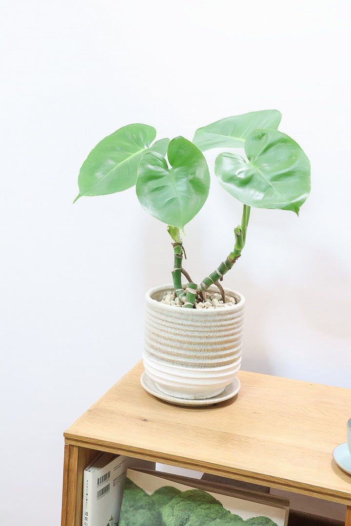 【モンステラ】この幹はかなりかわいい♪ここまできれいに分岐したものは希少だと思います！