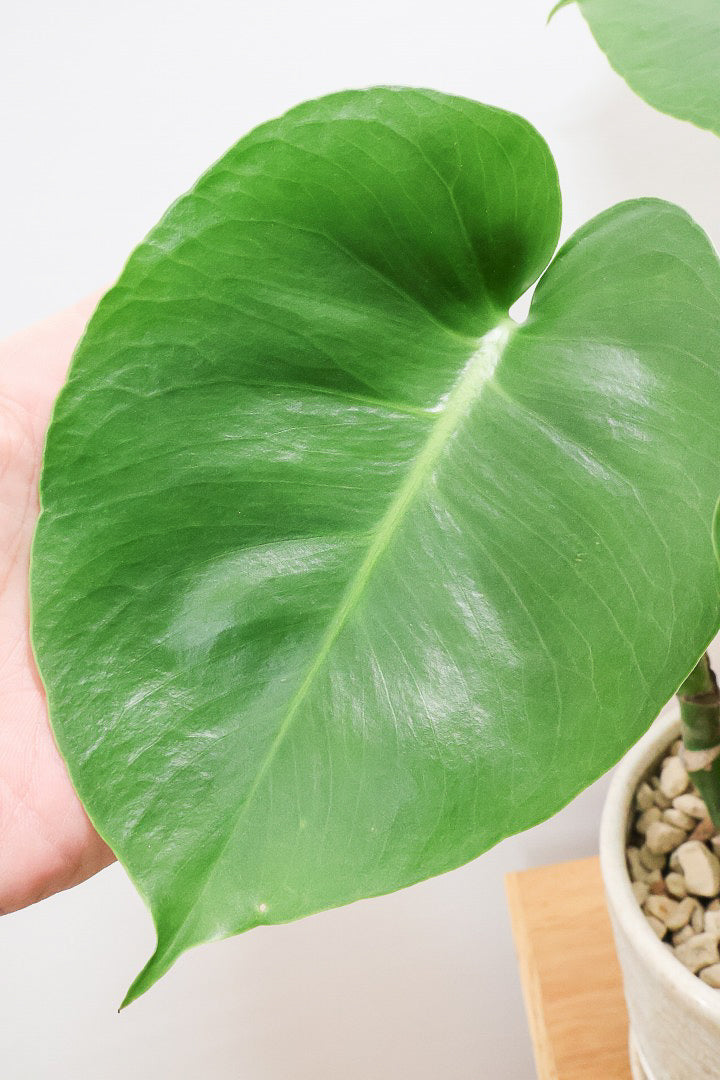 【モンステラ】この幹はかなりかわいい♪ここまできれいに分岐したものは希少だと思います！