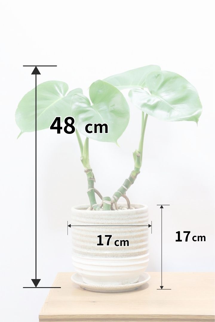 【モンステラ】この幹はかなりかわいい♪ここまできれいに分岐したものは希少だと思います！