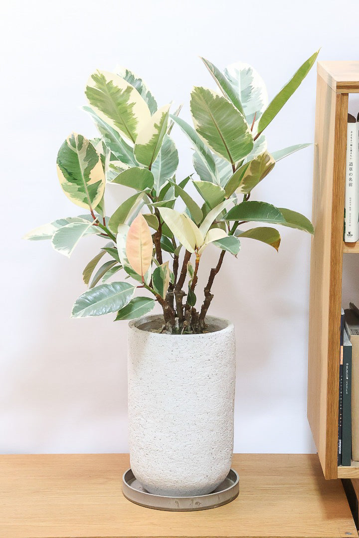 【フィカス ティネケ】真っ白な葉っぱもある！ゴリゴリとした年季を感じる幹！こんな幹の個体は２度と入荷しないと思いますよ！