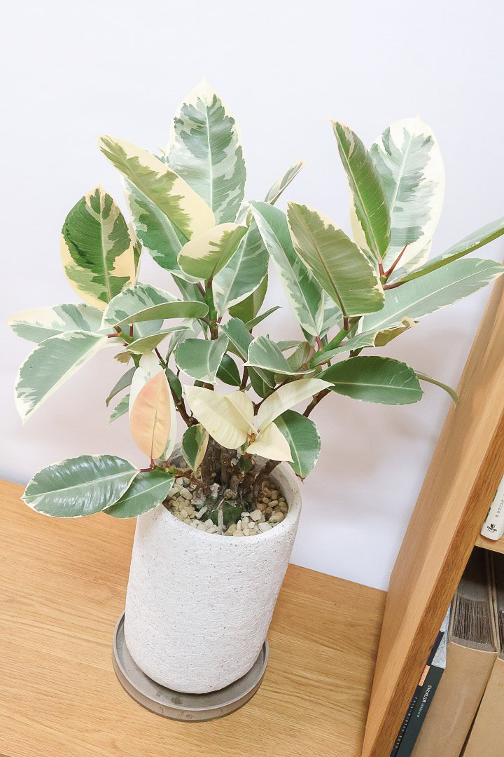 【フィカス ティネケ】真っ白な葉っぱもある！ゴリゴリとした年季を感じる幹！こんな幹の個体は２度と入荷しないと思いますよ！