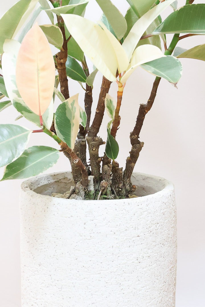 【フィカス ティネケ】真っ白な葉っぱもある！ゴリゴリとした年季を感じる幹！こんな幹の個体は２度と入荷しないと思いますよ！